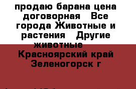 продаю барана цена договорная - Все города Животные и растения » Другие животные   . Красноярский край,Зеленогорск г.